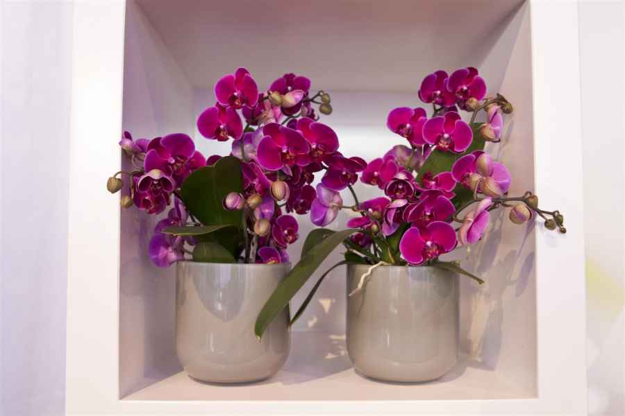 Assortiment
